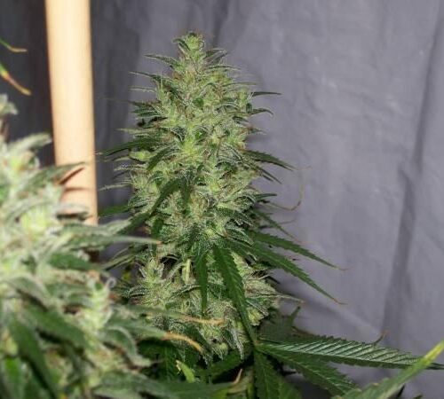 NL5 x Haze Regular Seeds - 18