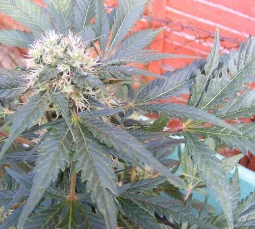 Ortega Regular Seeds - 18