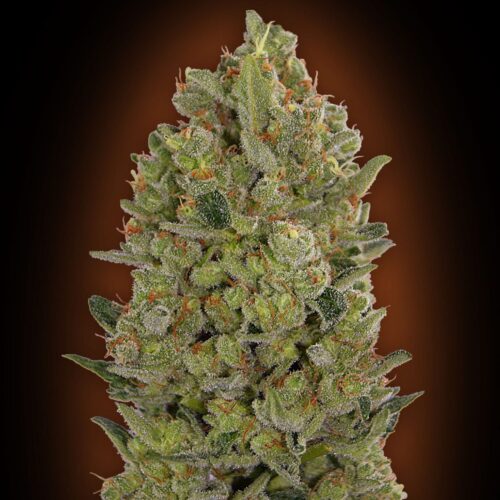 00 Cheese feminised seeds