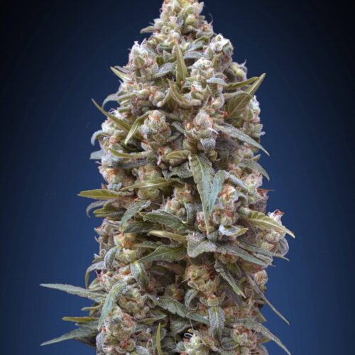 00 Kush Feminised Cannabis Seeds by 00 Seeds