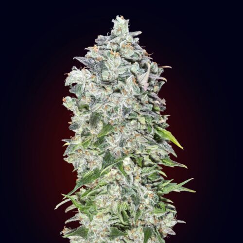 Auto 00 Kush Feminised Cannabis Seeds by 00 Seeds