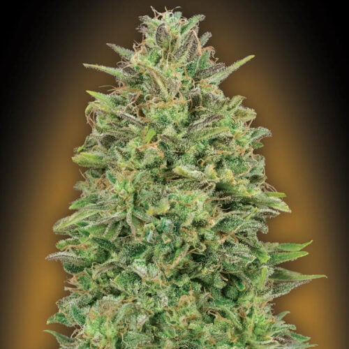 00 Skunk Feminised Cannabis Seeds by 00 Seeds