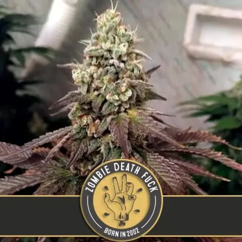 Zombie Death Fuck Feminised Seeds