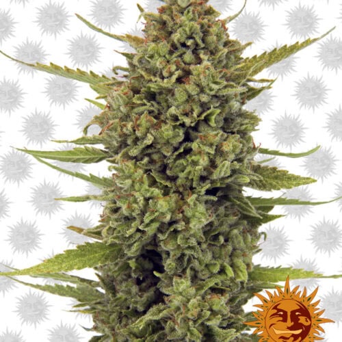 Acapulco Gold Feminised Cannabis Seeds by Barney's Farm Seeds