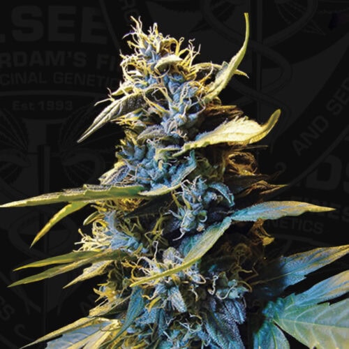 Northern Hog Auto Feminised Seeds