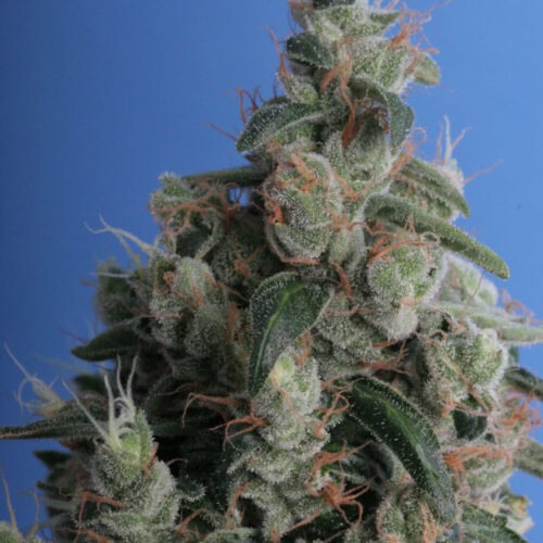 Kushage Regular marijuana seeds
