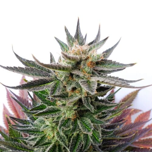Sativa