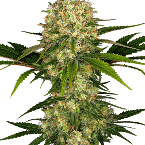 Afghani #1 Feminised Cannabis Seeds by Sensi Seeds