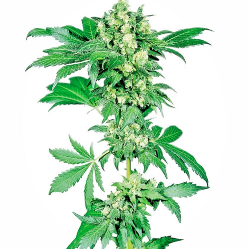 Afghani 1 cannabis seeds from sensi seeds