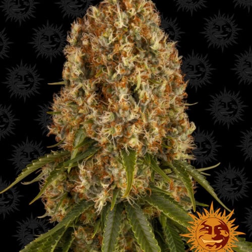 Orange Sherbert Feminised Cannabis Seeds by Barney's Farm