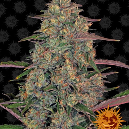Pineapple Chunk Feminised Seeds by Barney's Farm