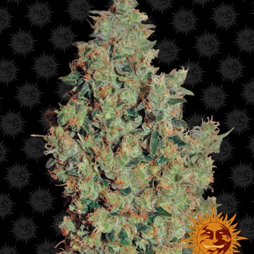 Tangerine Dream Feminised Seeds