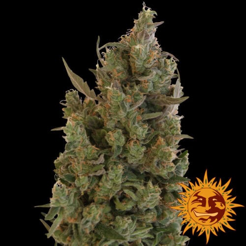 Blueberry Cheese Feminised Cannabis Seeds by Barney's Farm Seeds