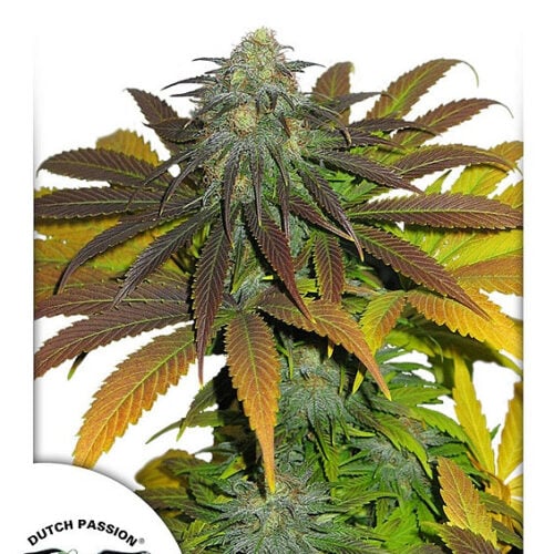 Californian Orange Feminised Seeds