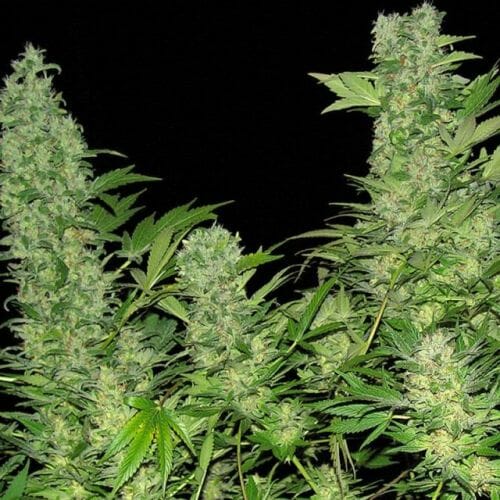 Double Dutch Feminised Seeds