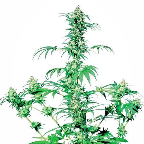 Early Girl Regular Cannabis Seeds by Sensi Seeds