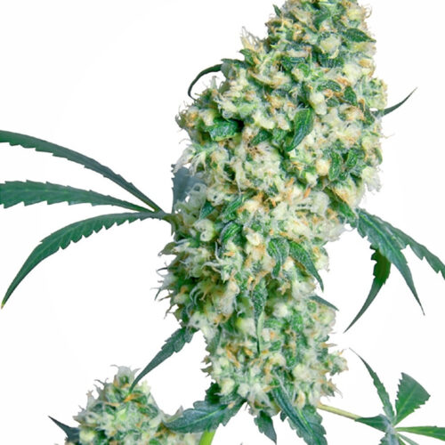 Ed Rosenthal Superbud Regular Cannabis Seeds by Sensi Seeds