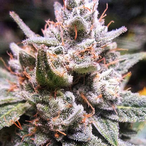 Expert Gorilla Auto Feminised Cannabis Seeds by Expert Seeds