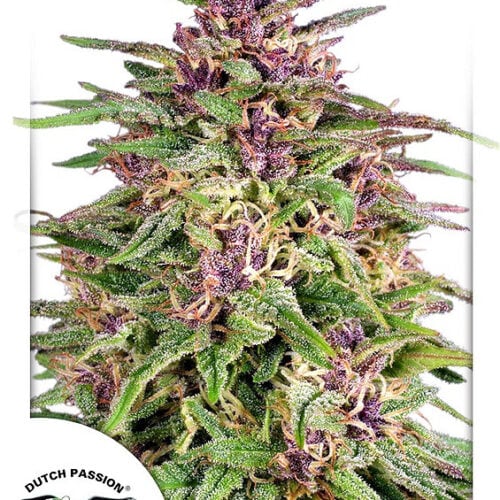 Frisian Dew Feminised Cannabis Seeds by Dutch Passion