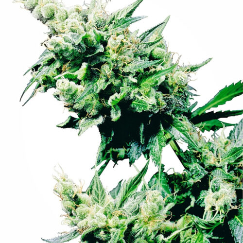 Hash Plant Regular Cannabis Seeds by Sensi Seeds