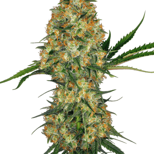 Hindu Kush Feminised Cannabis Seeds by Sensi Seeds