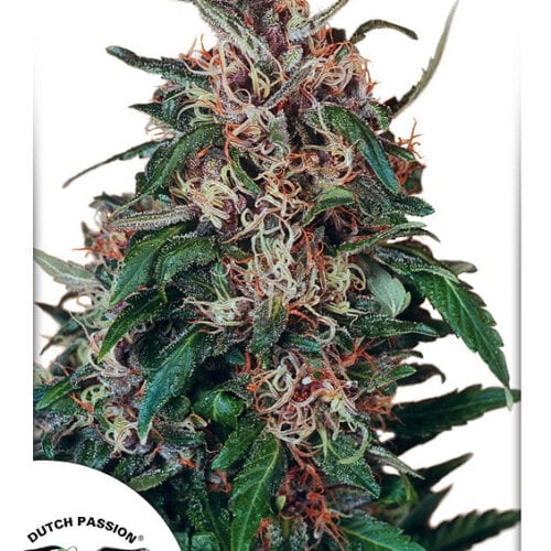 Holland's Hope Feminised Cannabis Seeds by Dutch Passion