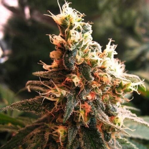 Auto jock Horror by Nirvana seeds