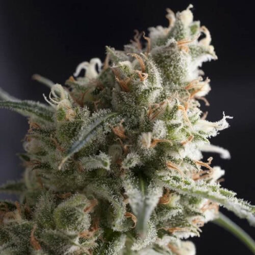 Lennon Feminised Cannabis Seeds by Pyramid Seeds