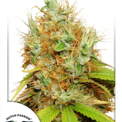 Mazar Feminised Cannabis Seeds by Dutch Passion