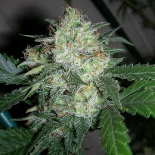 OGiesel Regular Seeds - 10