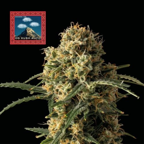 Seedsman OG Kush Auto Feminised Seeds