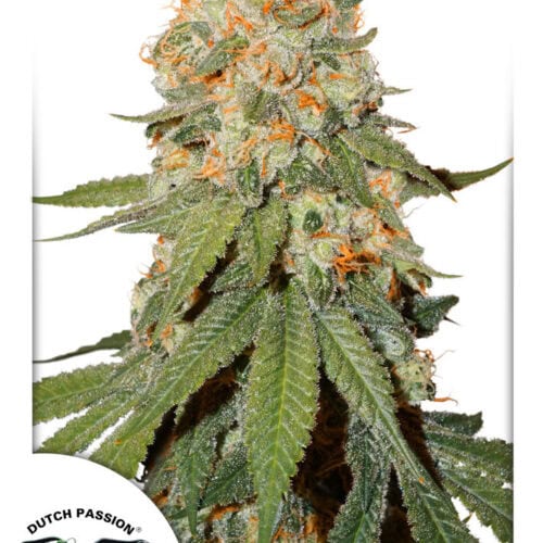 Orange Bud Feminised Cannabis Seeds by Dutch Passion