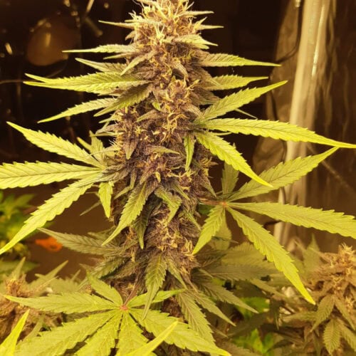Purple Kush CBD 1:1 Auto Feminised Seeds