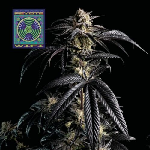 Peyote WiFi Feminised Cannabis Seeds by Seedsman
