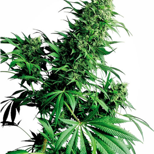 Shiva Shanti cannabis seeds by sensi seeds