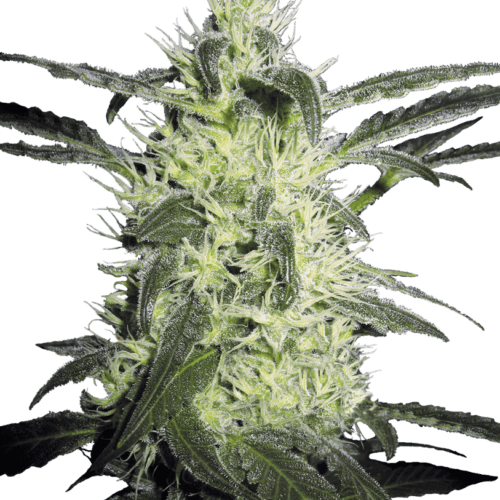 Silver Haze Regular Marijuana Seeds by Sensi Seeds