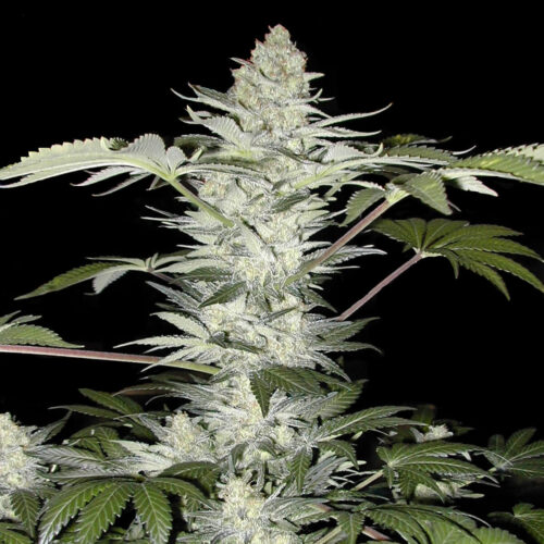 original Skunk #1 regular cannabis seeds