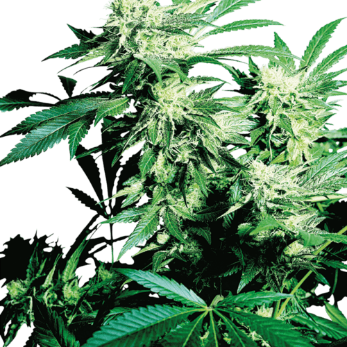 Skunk Kush Feminised Marijuana Seeds by Sensi Seeds