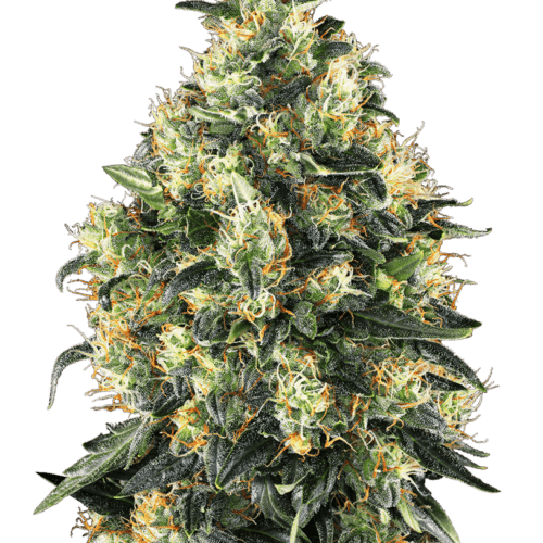 Super Skunk Autoflowering Feminised by Sensi Seeds