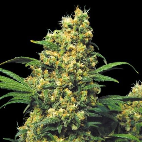 Warlock Feminised Seeds