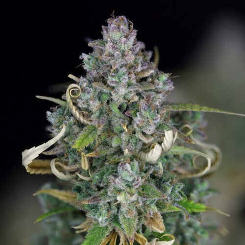 Zkittlez Auto Feminised Seeds