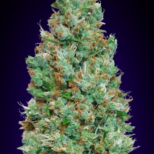 Blueberry Auto Feminised seeds