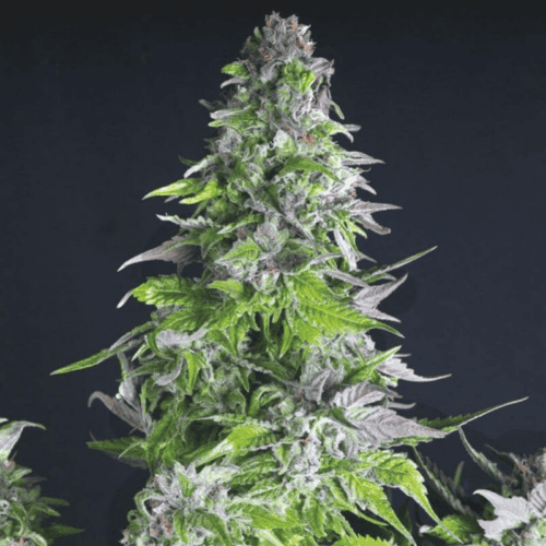 Romulan Feminised Seeds by Pyramid Seeds