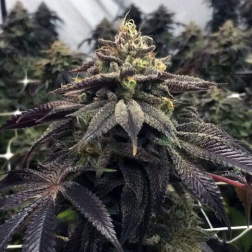 StarCake Feminised Seeds - 5