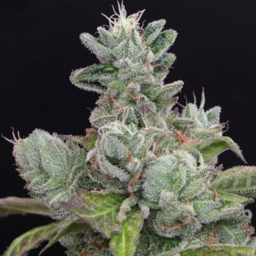 Bubba Cookies Feminised Seeds - 6