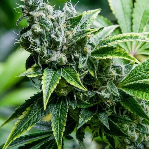 Sehr niedriger THC-Gehalt (- 0.3 %)