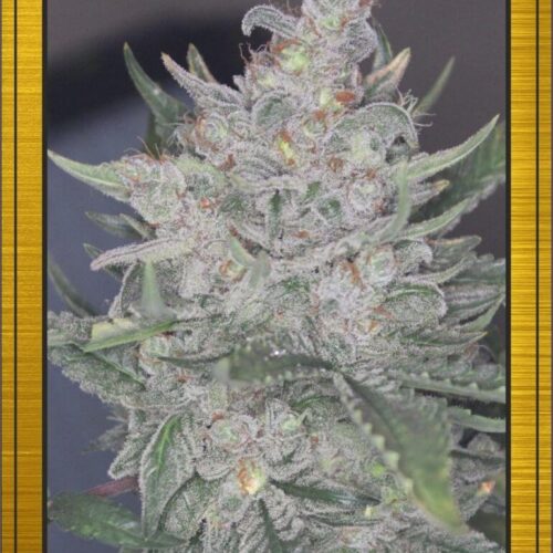 Grape Walker Kush Auto Feminised Seeds