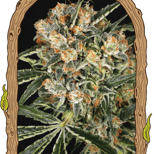 Hippie Therapy CBD Feminised Cannabis Seeds by Exotic Seeds