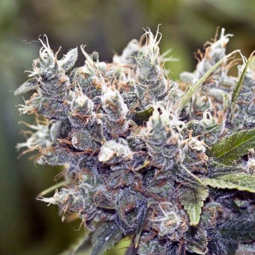 Bubblegummer Feminised Seeds