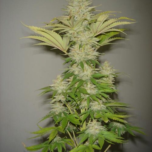 Bubblicious Feminised Seeds
